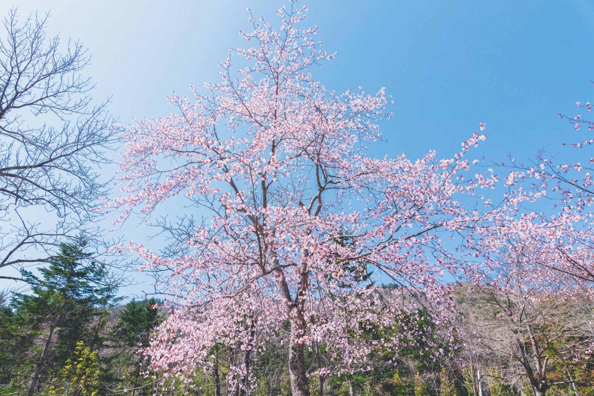 Okujozankei Onsen Kasho Gyoen Otel Sapporo Dış mekan fotoğraf